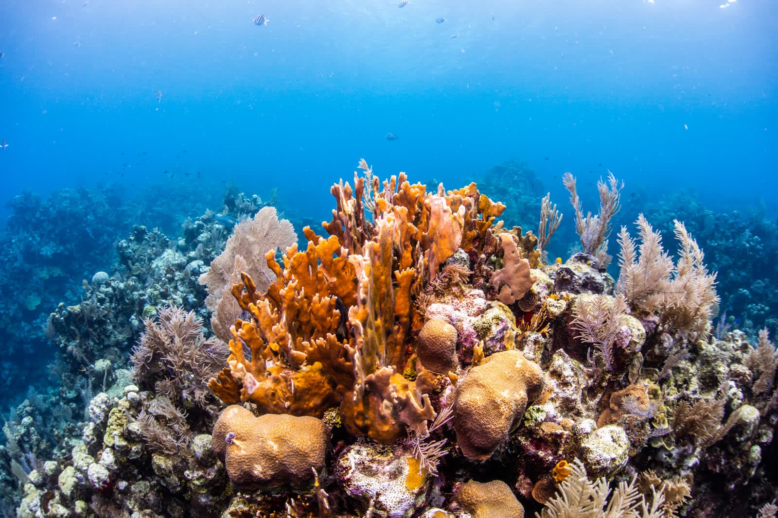 Sponge and coral on the reef off West End