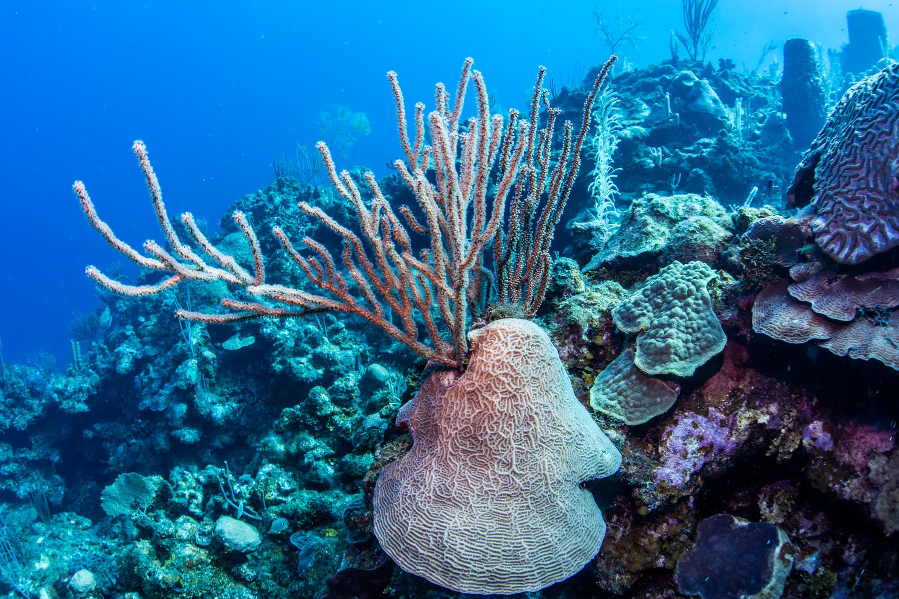5 Nights / 10 Dives