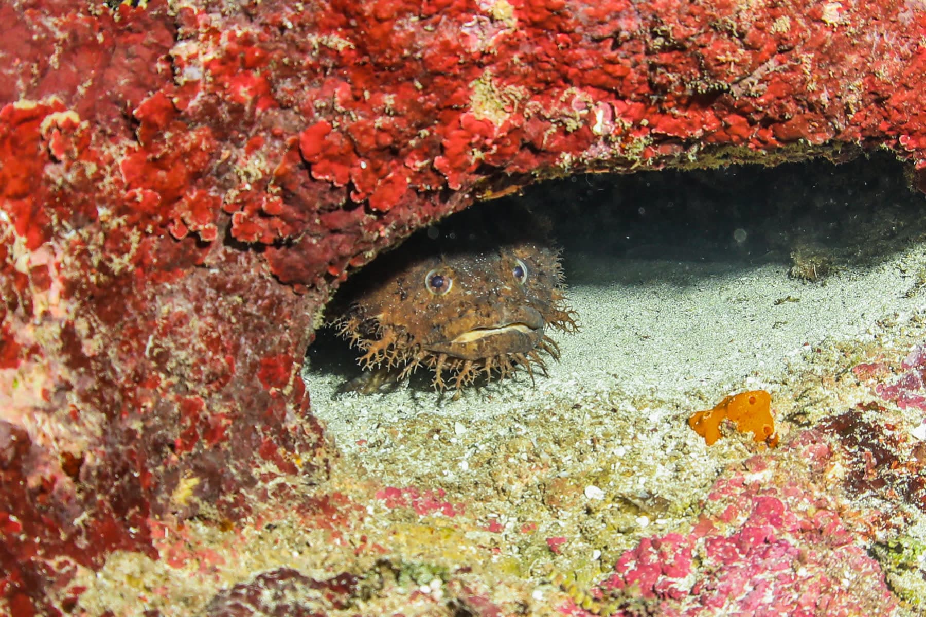 4 Nights / Learn to Dive