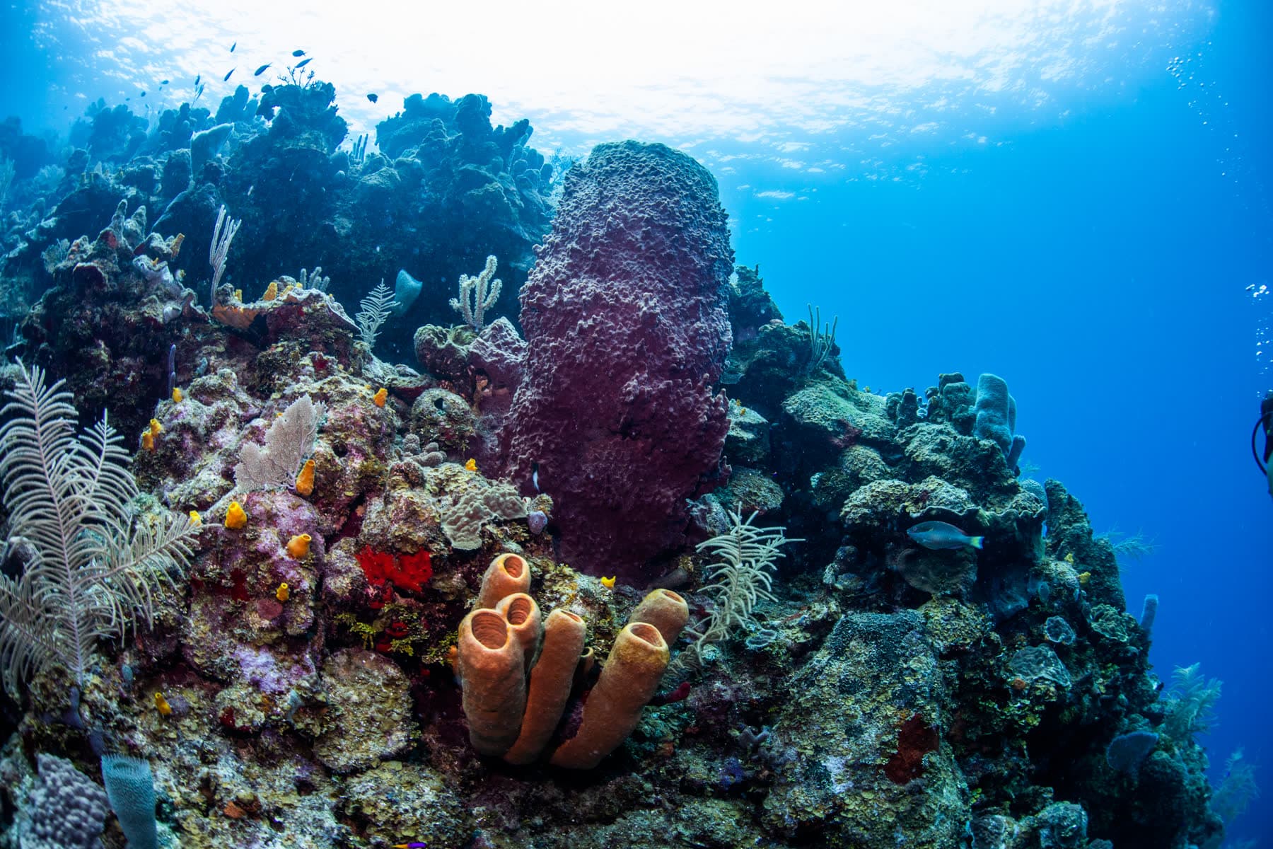 3 Nights / 5 Dives