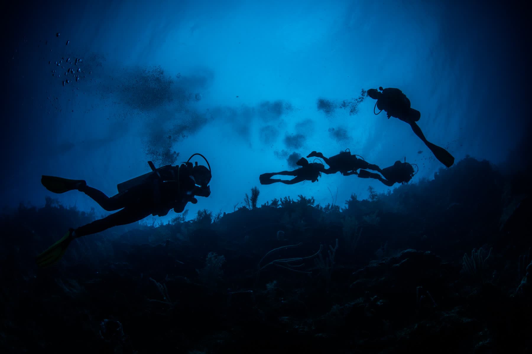 Night Dive
