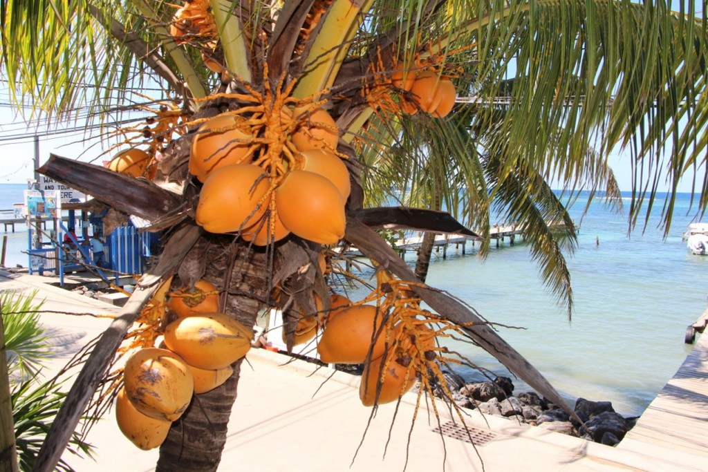 Coconuts are abundant on the island and in there is no shortage of them near the Roatan hotels!