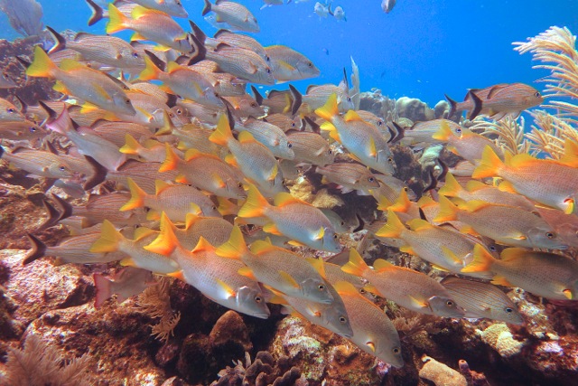 School of fish spotting on a Roatan discovery dive