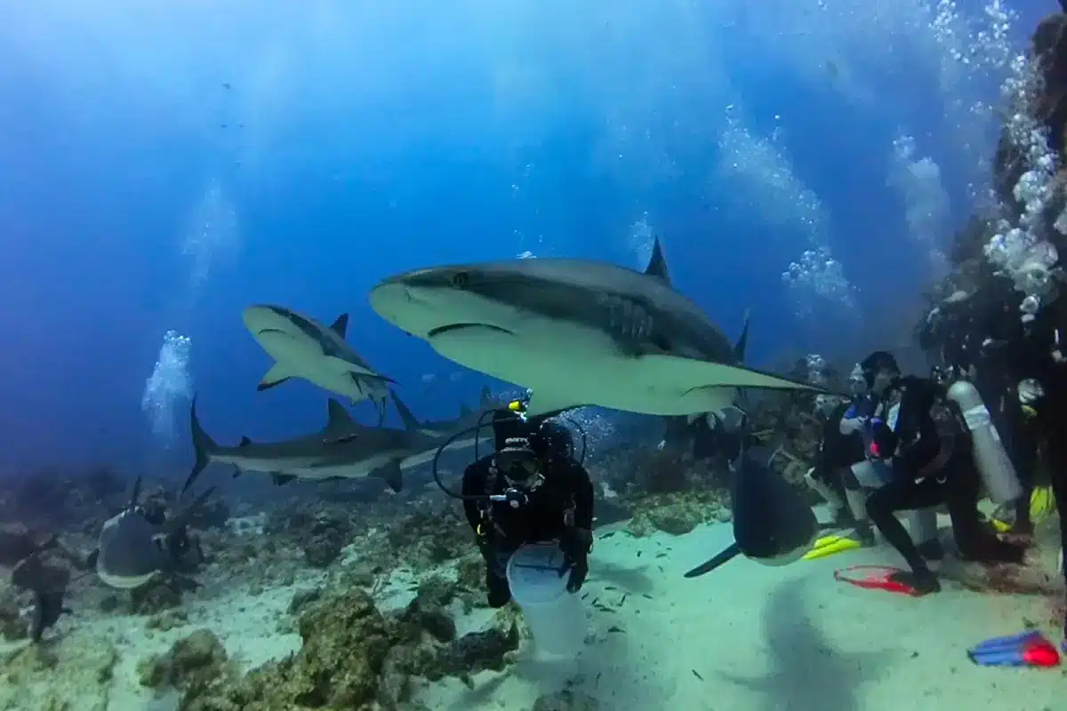 roatan-splash-inn-dive-course-shark-dive